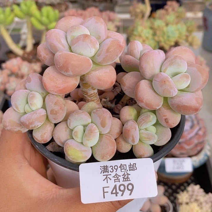 499橘子香水多肉9cm