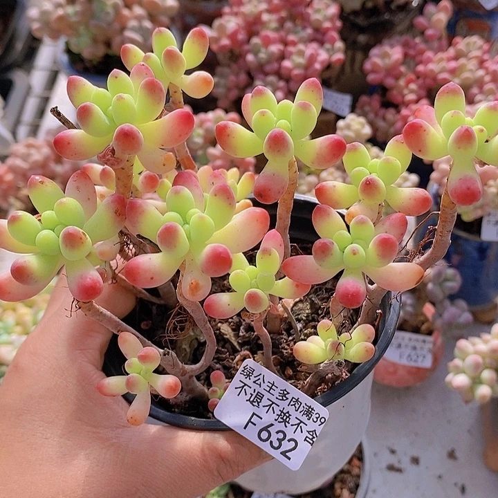 乙女心散拼632多肉植物