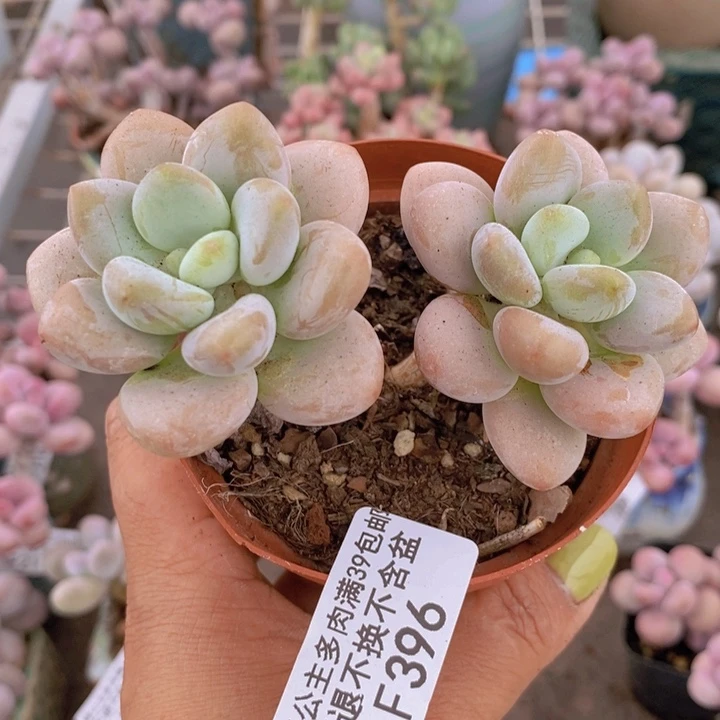 香水洛神396:8c m