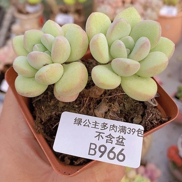 泡泡糖6cm966多肉植物