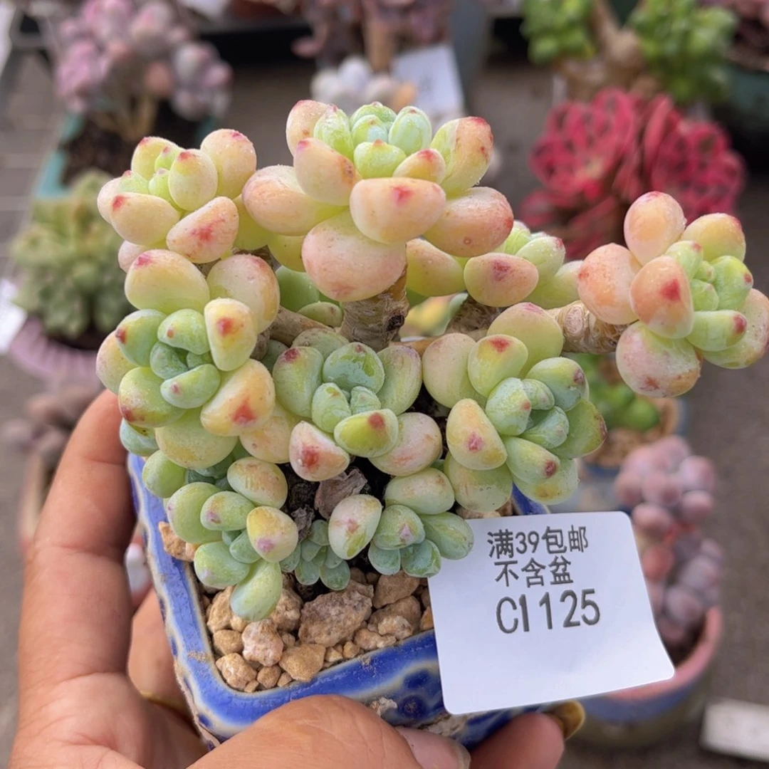 罗琦1125/7cm有砍