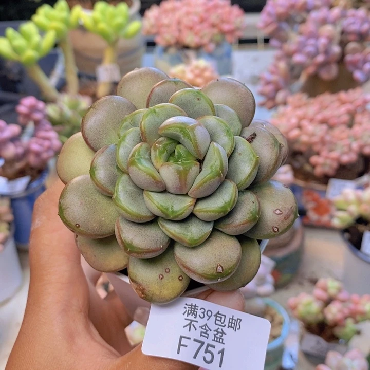 751黑水晶葡萄多肉7cm