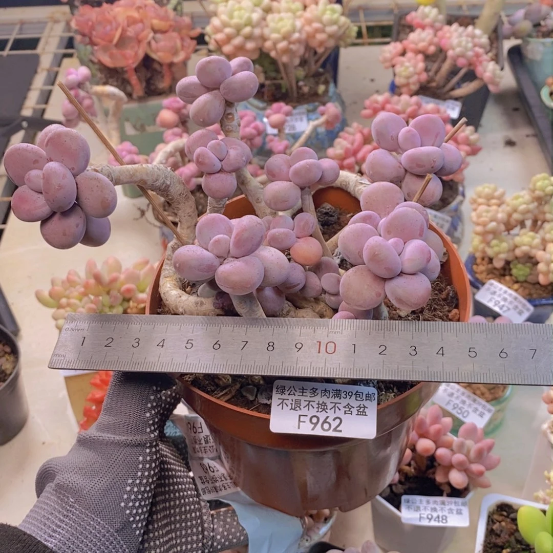 962腰子桃蛋多肉13c m