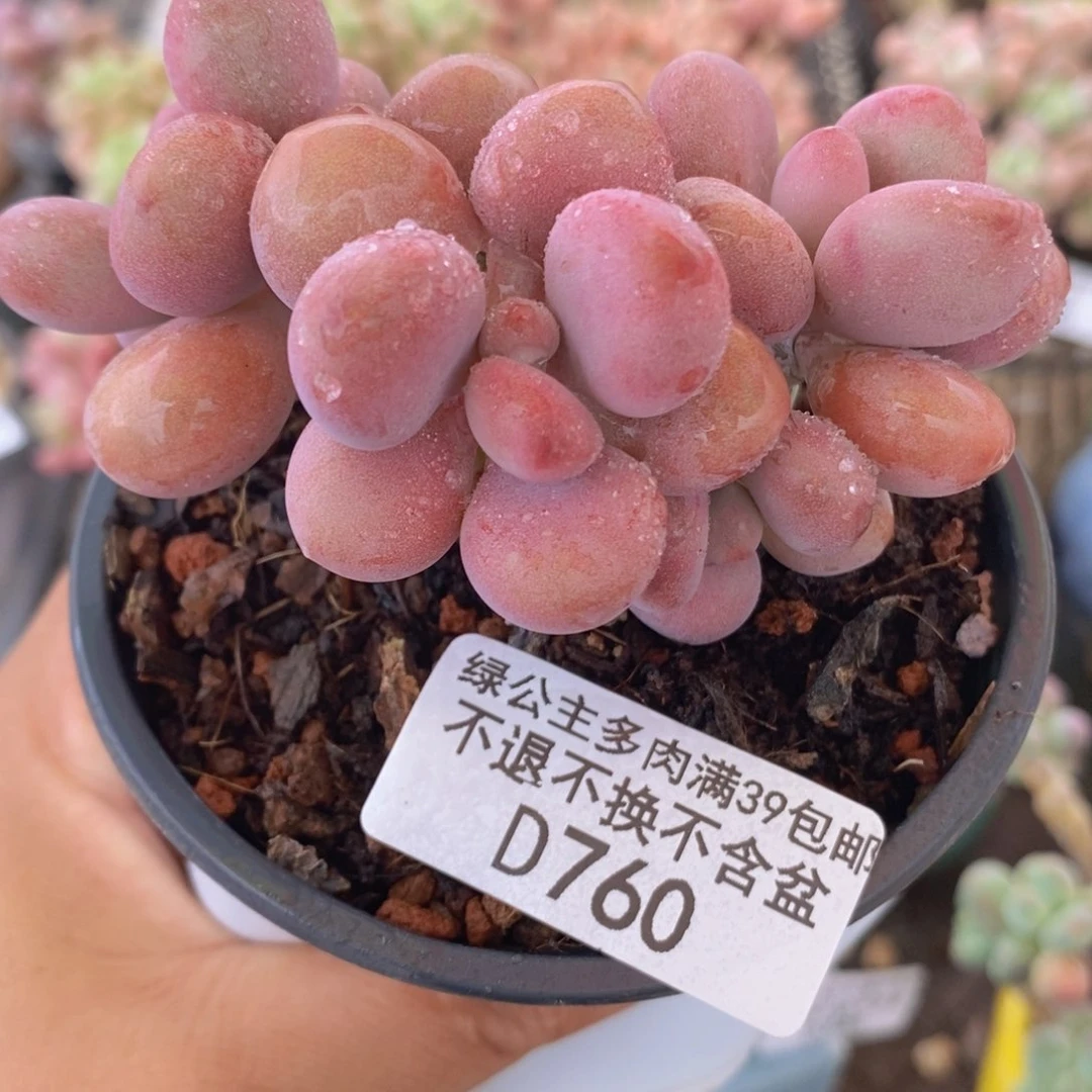桃蛋9cm760多肉植物