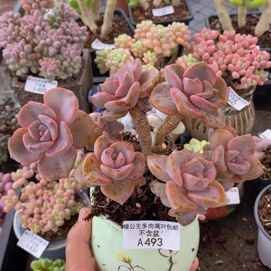 彩虹糖老桩12cm493多肉植物