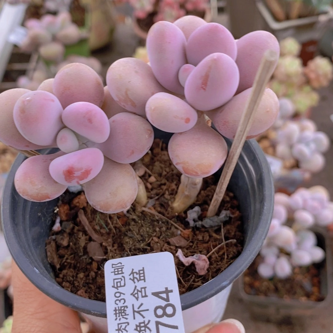 糖果桃蛋784/7c m