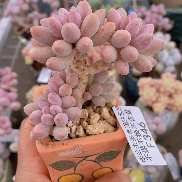 婴儿手指346/5c m