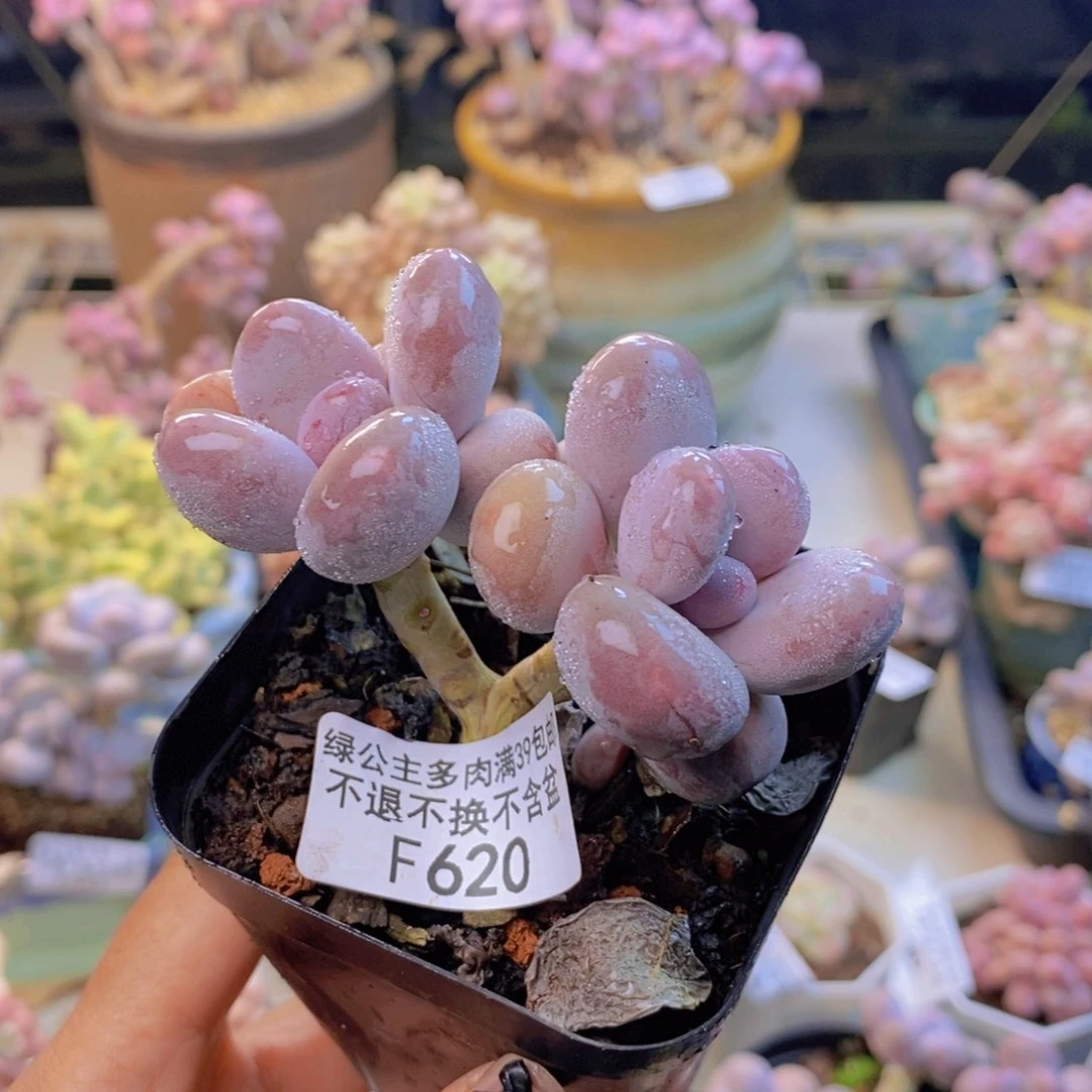 鹿**?620彩虹奶多肉6c m