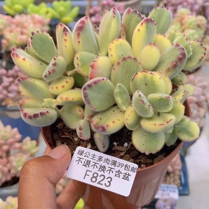 823轻微掉叶不包整