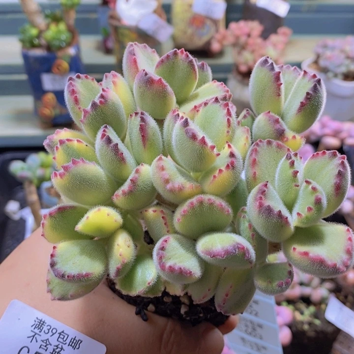 597 彩色熊会有掉叶