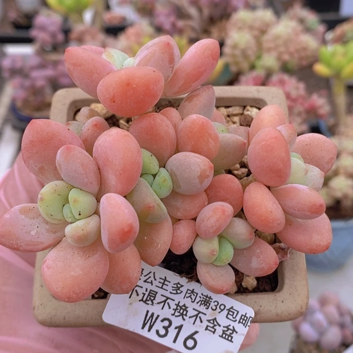 橘子香水洛神老桩8cm316多肉植物
