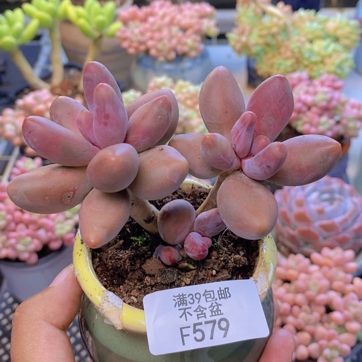 579糖果美人多肉8cm