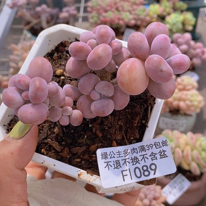 腰子桃蛋1089/8c m