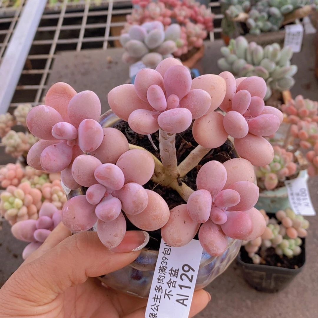 糖果桃蛋129/10v m