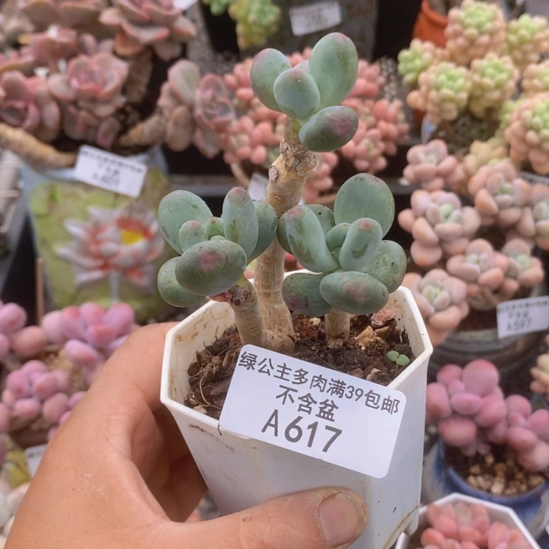 苹果奶老桩617多肉植物
