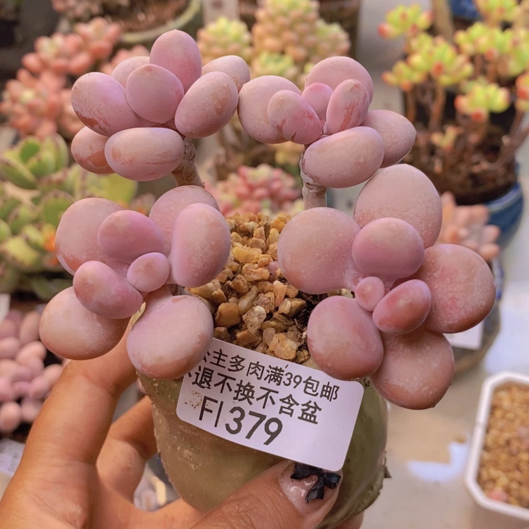 379糖果桃蛋多肉7c m