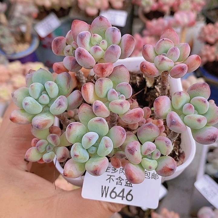 汤姆散拼7cm646多肉植物