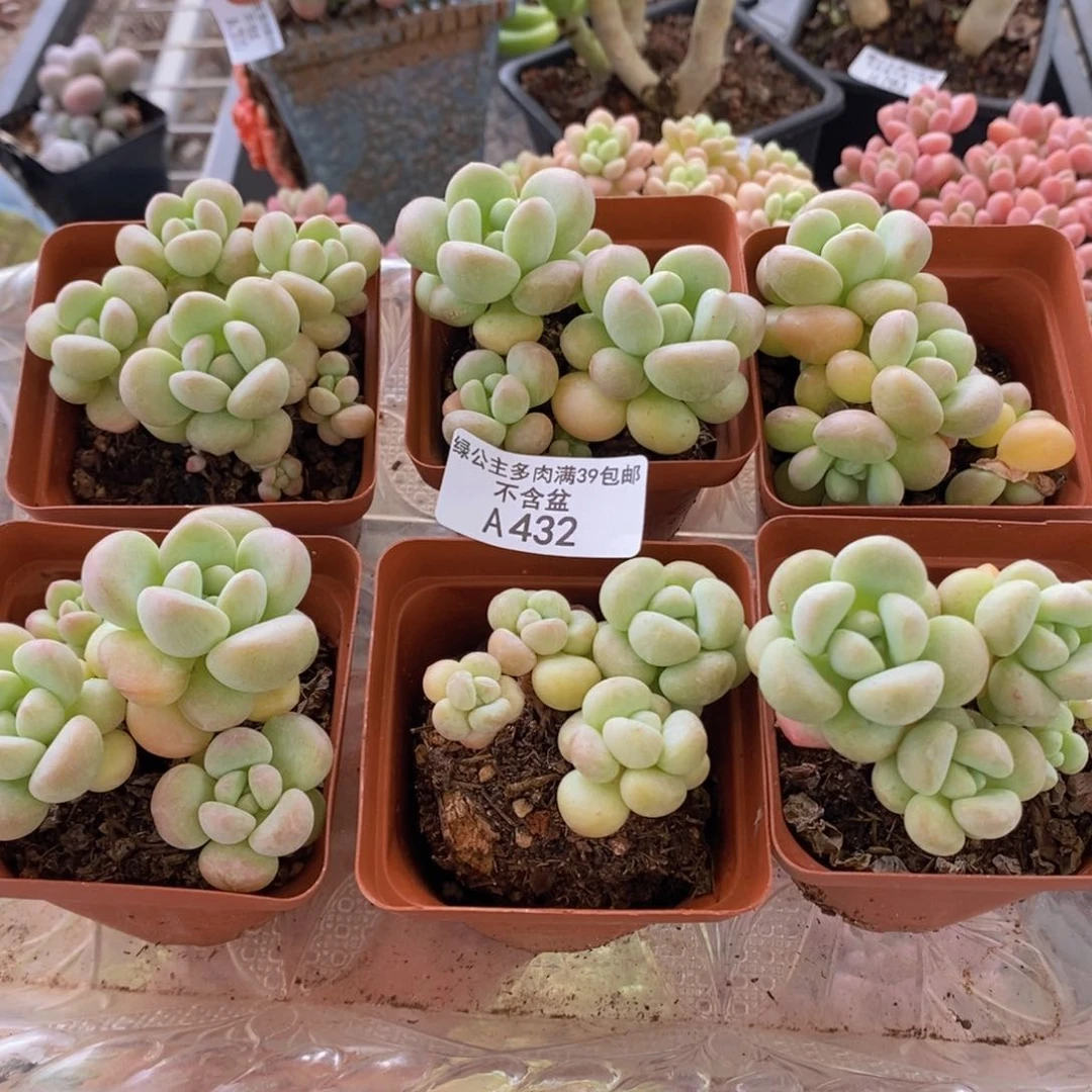 泡泡糖不包整6棵432多肉植物
