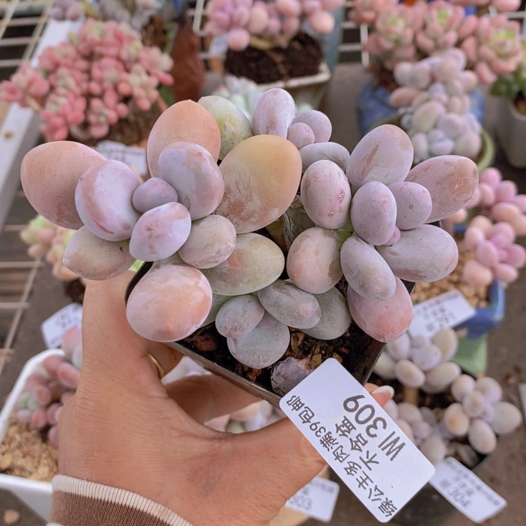 蛋黄奶酪309/8v m