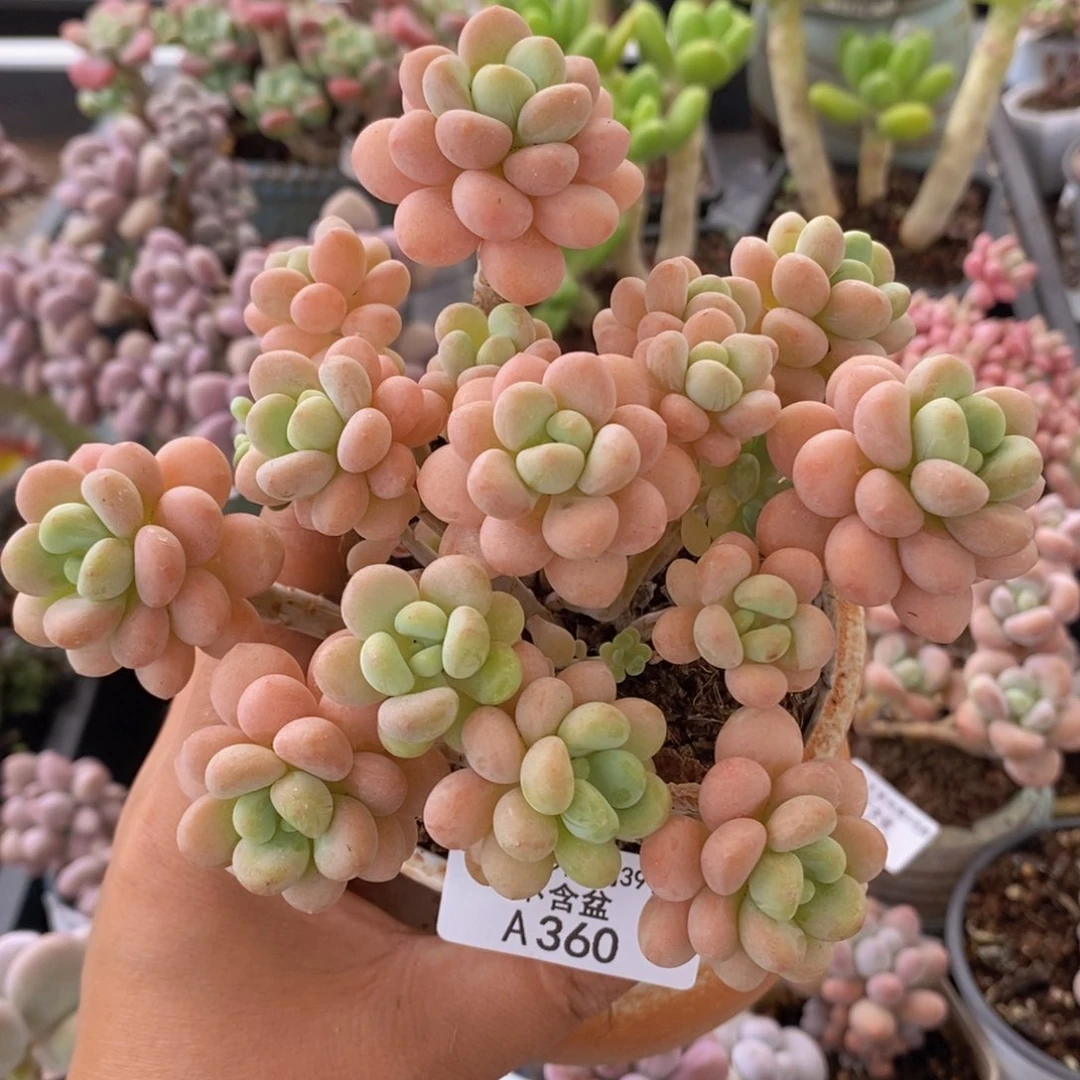 洛可可12cm360多肉植物