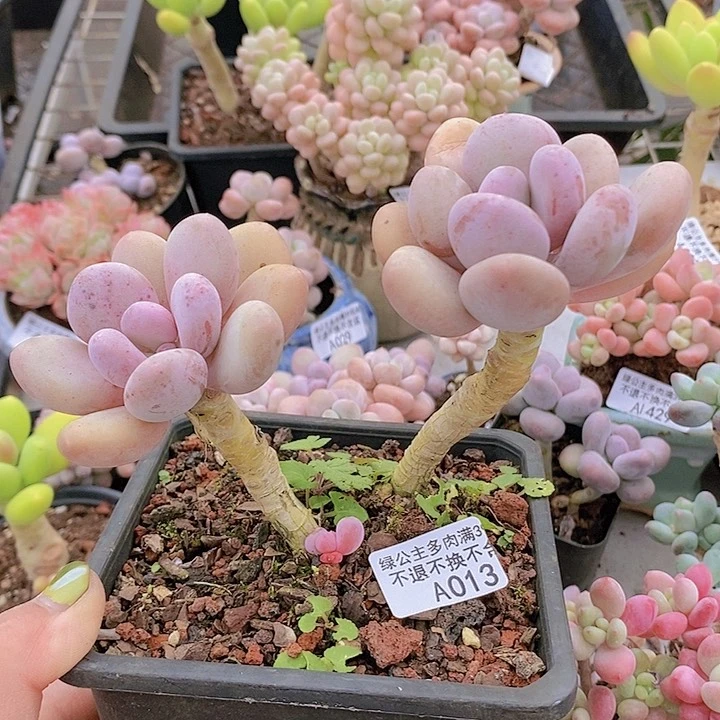 蛋黄奶老桩013多肉植物