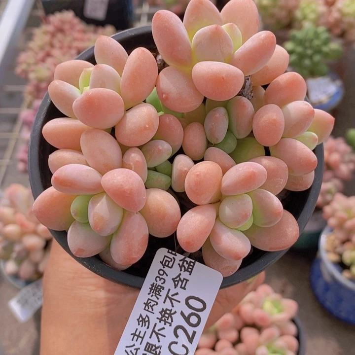 香水洛神260/8c m