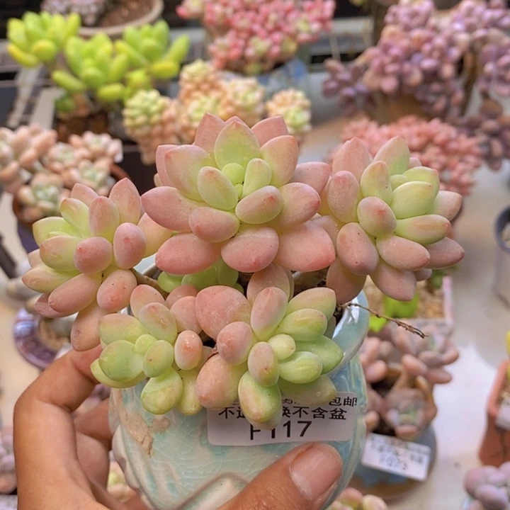117鱼子酱多肉8cm