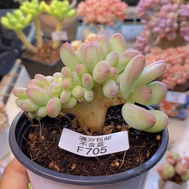 705苹果奶四代缀多肉6cm