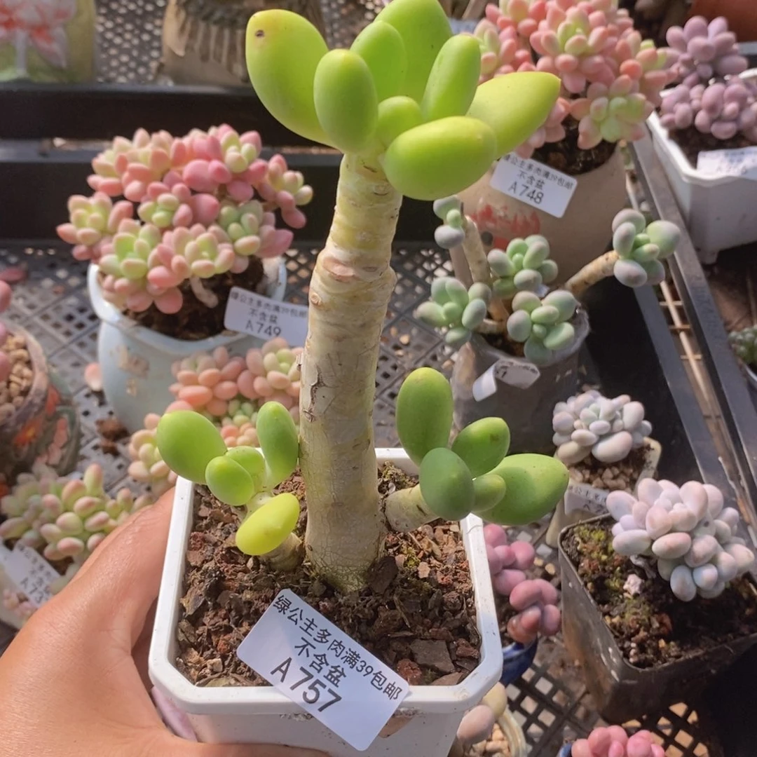 金蟾老桩757多肉植物