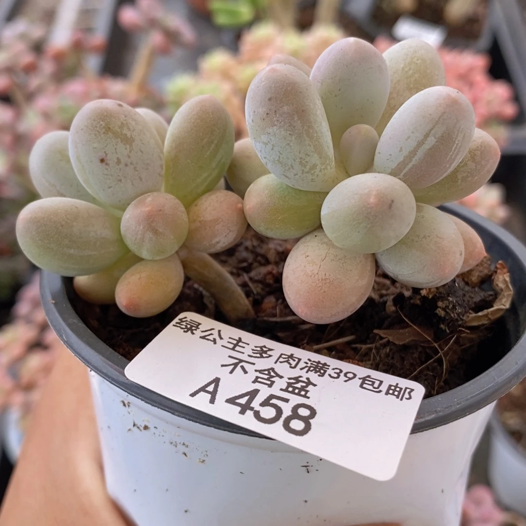 手指奶7cm458多肉植物