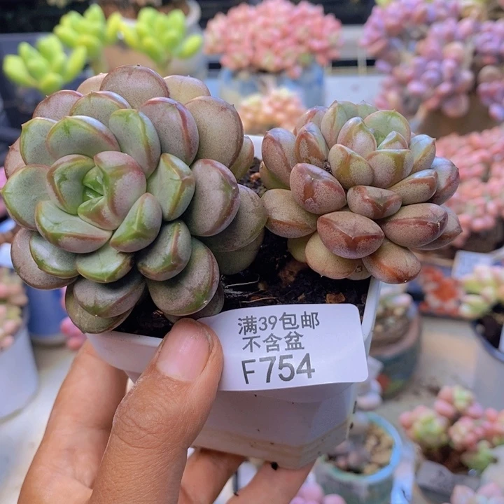754黑水晶葡萄多肉7cm