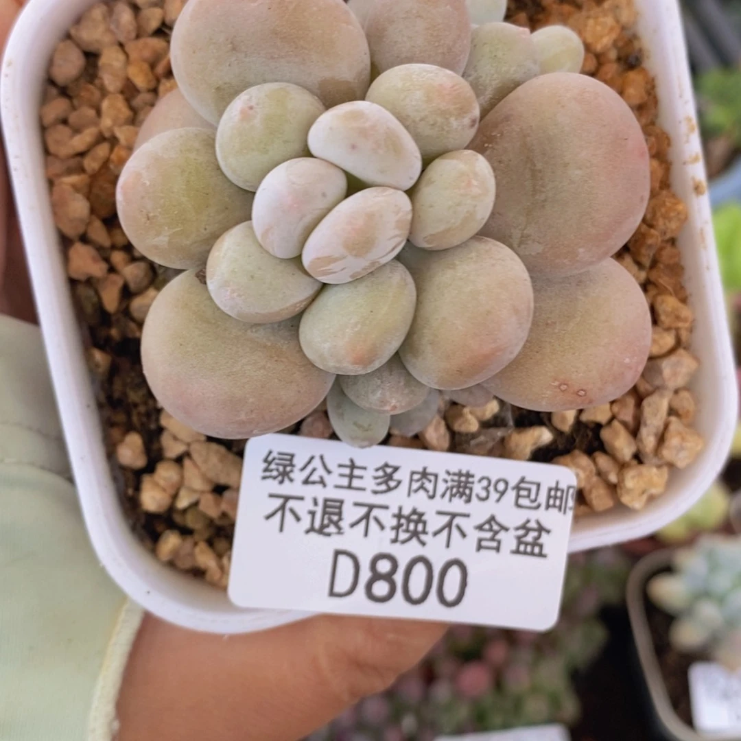 橙奶5cm800多肉植物