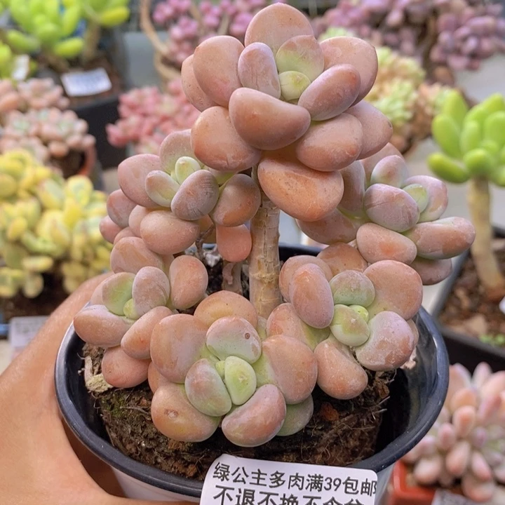 510橘子香水多肉9cm