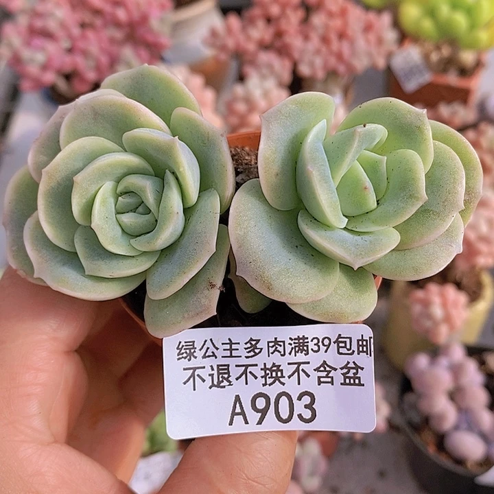 可爱玫瑰双头903多肉植物