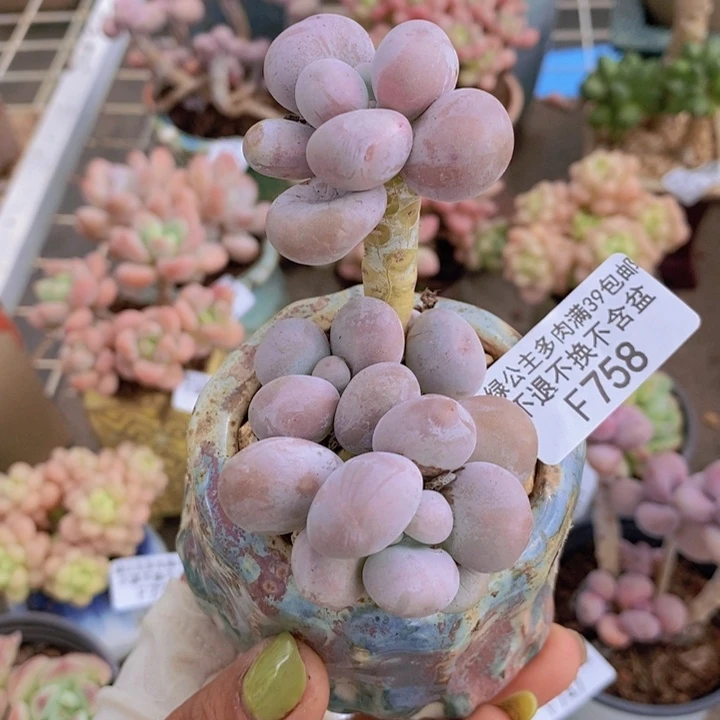 芭比奶酪758/7c m
