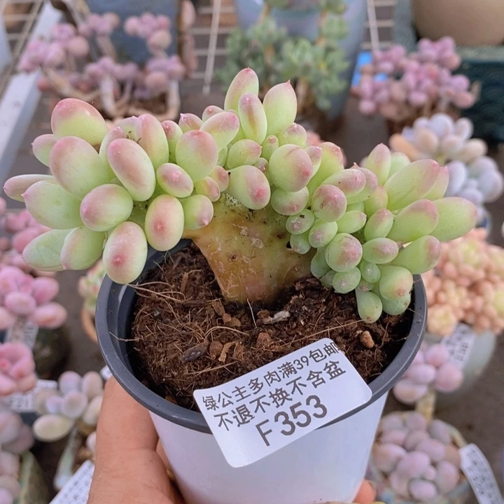 苹果奶353/10c m多肉
