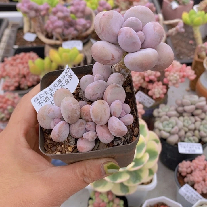 蛋黄奶9vm863多肉植物