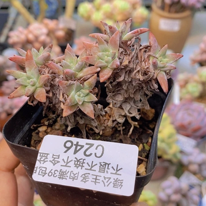 246白菊多肉肉6cm