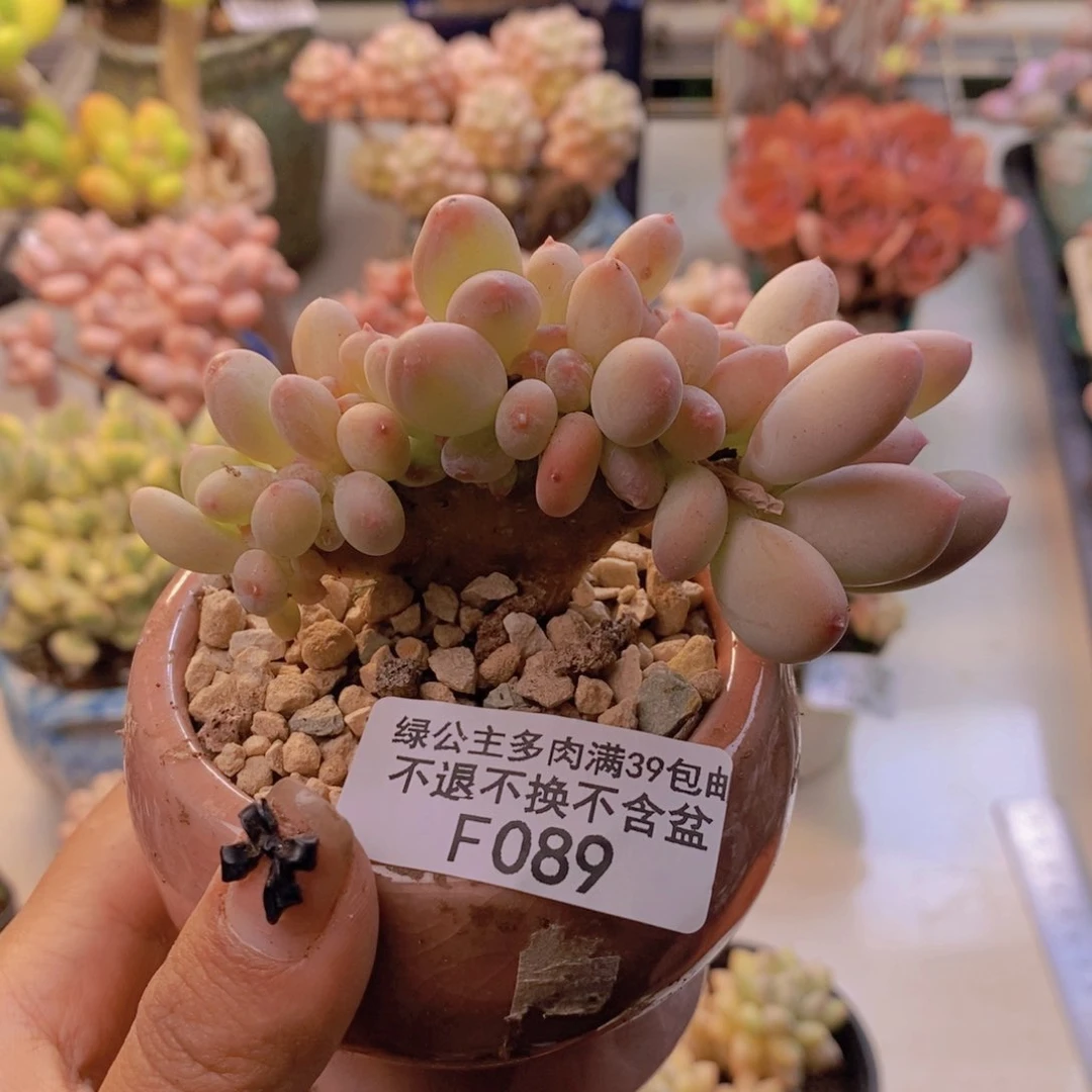 089苹果奶四代缀多肉8cm