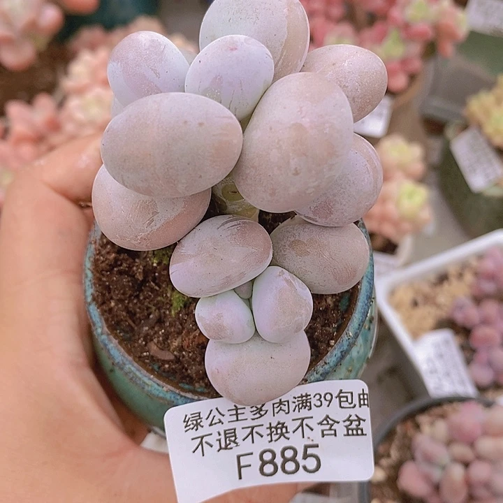 芭比奶洛5cm885多肉植物