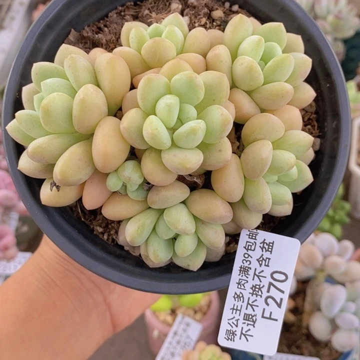 泡泡糖270/8cm多肉