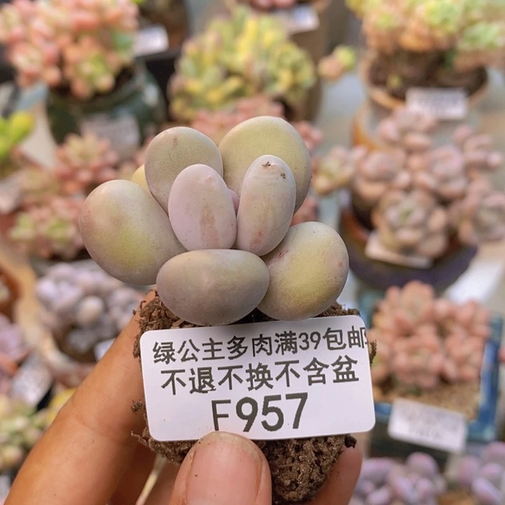 957蛋黄奶多肉3cm