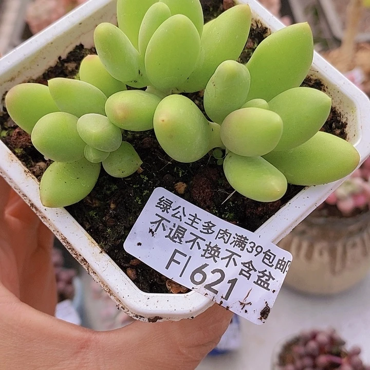 金蟾7vm621多肉植物