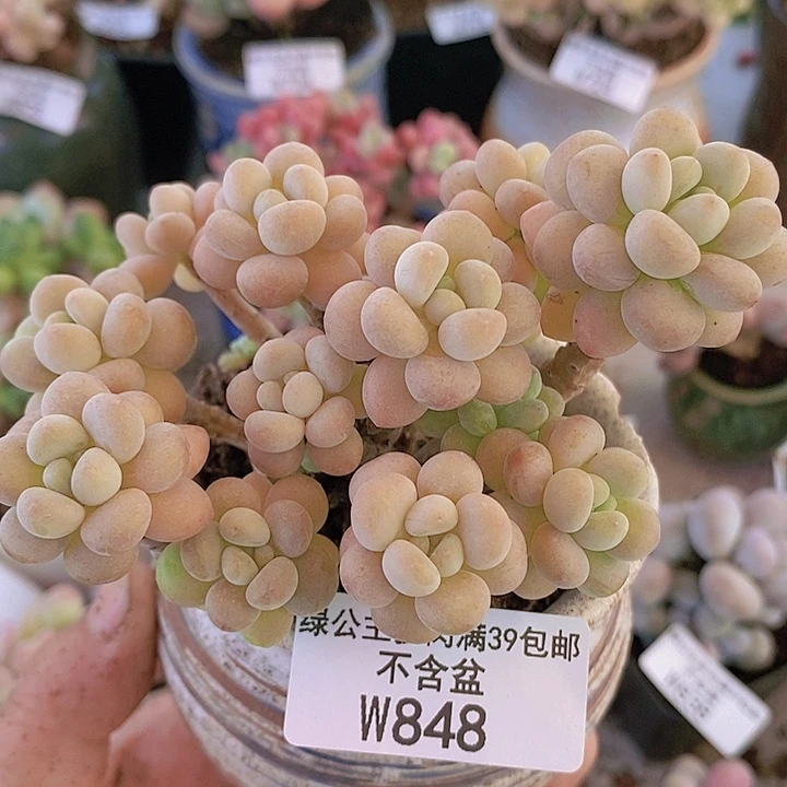 花朵鱼子酱9cm848多肉植物