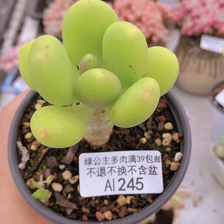 金蟾单头245多肉植物