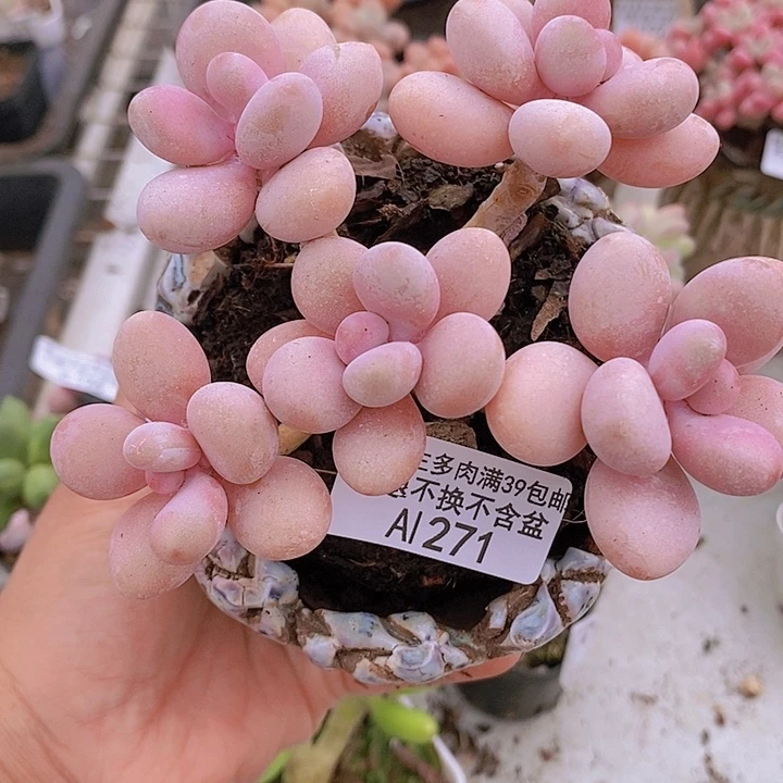 糖果桃蛋老桩10cm271多肉植物