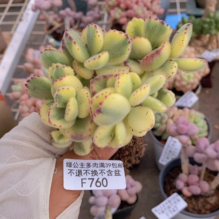 彩熊760/8c m掉叶