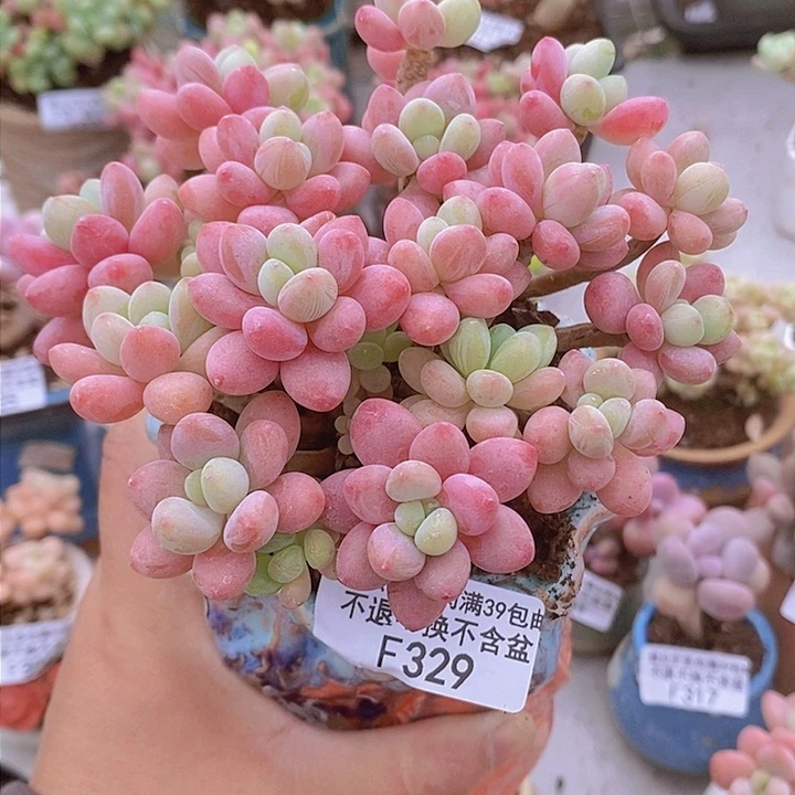 鱼子酱老桩会有轻微掉叶12cm329多肉