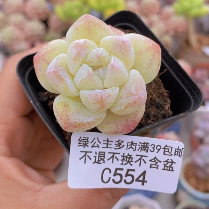 冰玉4vm554多肉植物