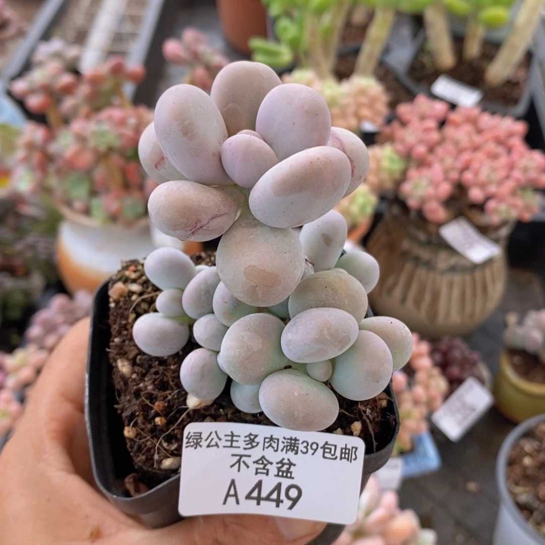 橙奶6cm449多肉植物